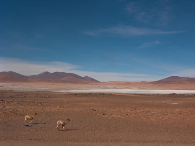 Vicunas at Paso de Sico