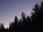 Redwood Silhouettes