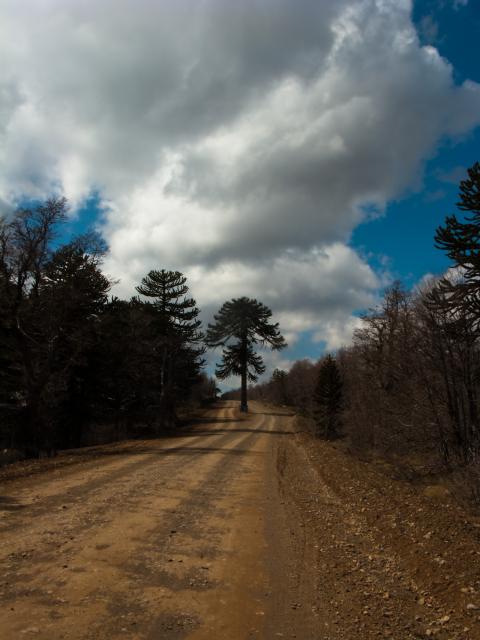 Chie: Monkey Puzzle forest near the border