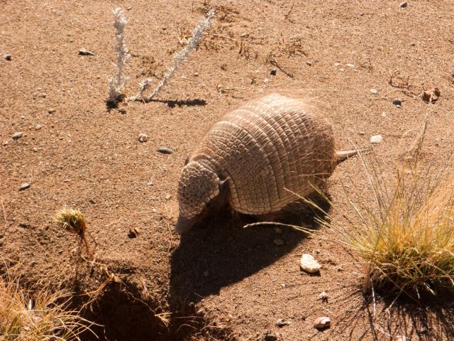 Argentina: Armadillo on Ruta 40