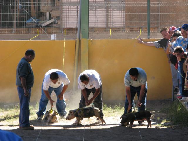 Mulege pig race