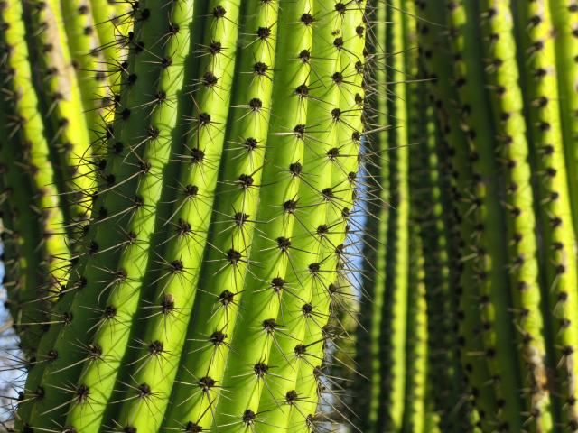 Baja Sur Cacti