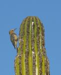 A desert bird making a new home