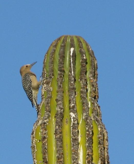 A desert bird making a new home