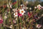 Desert in bloom