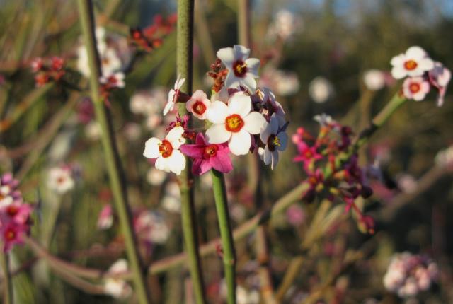 Desert in bloom