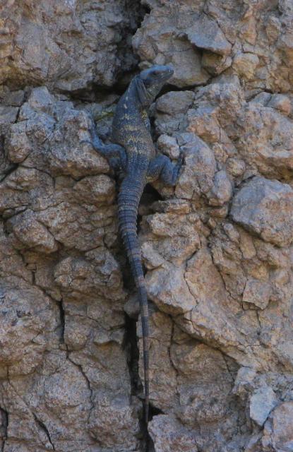 Mazatlan Iguana