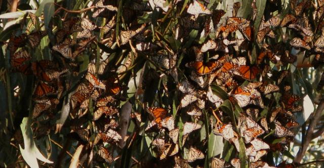 Butterflies at Pismo Beach