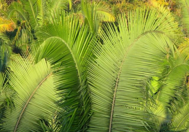 Palms in jalisco