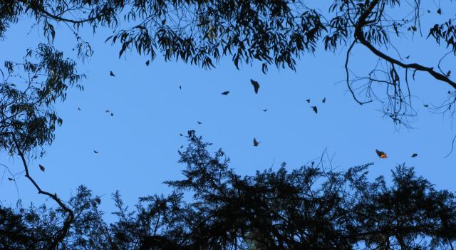 A swarm of butterflies