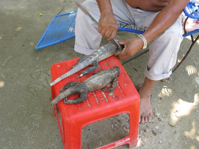 Scaling barbequed iguana