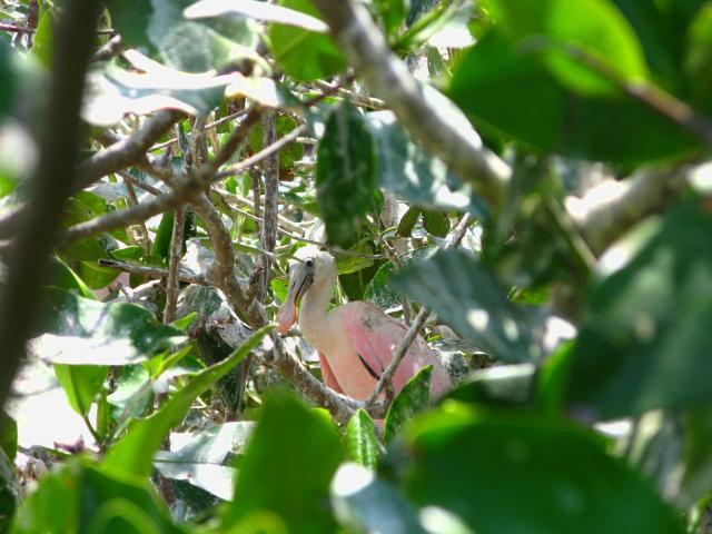 Spoonbilled Roseate