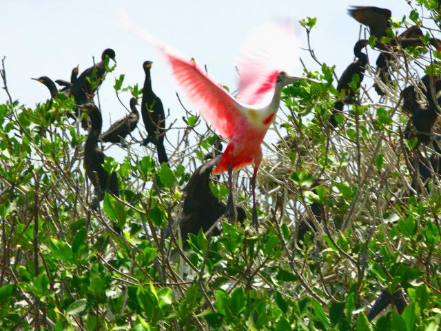 Spoonbilled Roseate and Cormerants