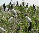 Wood Storks