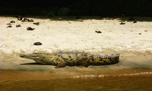 Basking croc in Sumidero