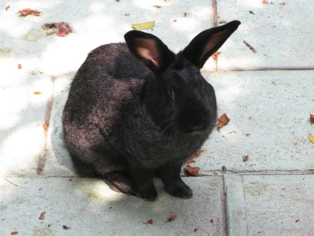 Bootsies, a friendly hotel bunny in Oaxaca