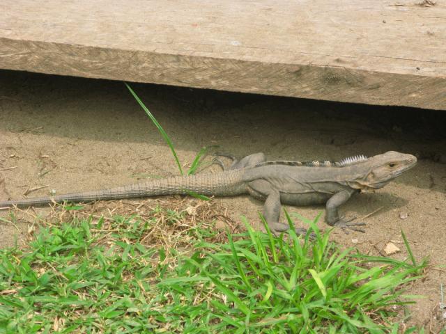 Panama Iguana