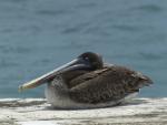 Galapagos Pelican