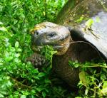 Galapagos Tortoise