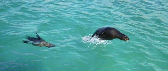 Galapagos: Jumping Sea Lions