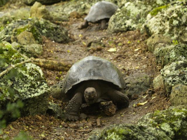 Galapagos Tortoise