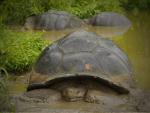 Galapagos Tortoise