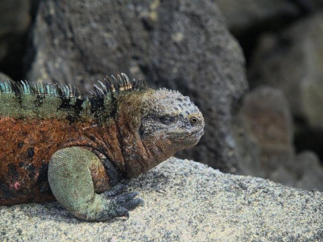 Galapagos Marine Iguana