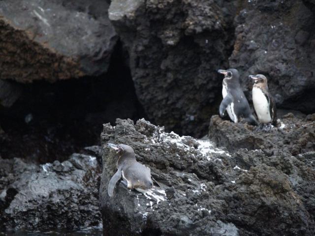 Galapagos Penguins