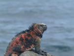 Galapagos Marine Iguana