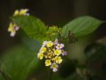 Galapagos Flower