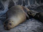 Galapagos Sea Lions