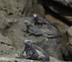 Galapagos Iguanas