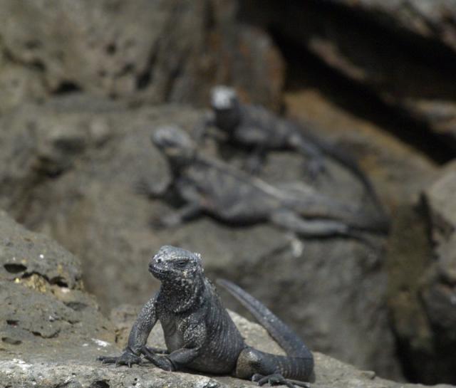 Galapagos Iguanas