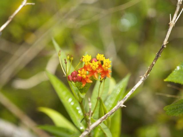 Galapagos Flower