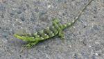 Ecuador lizard