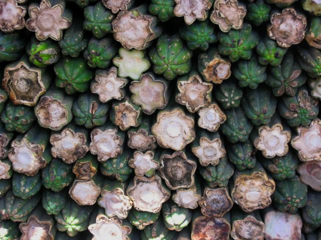 San Pedro cactus in the witches market