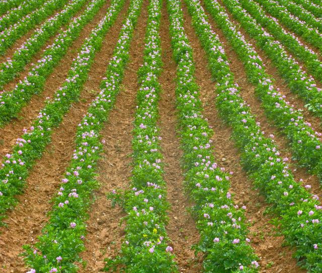 Andean potatos