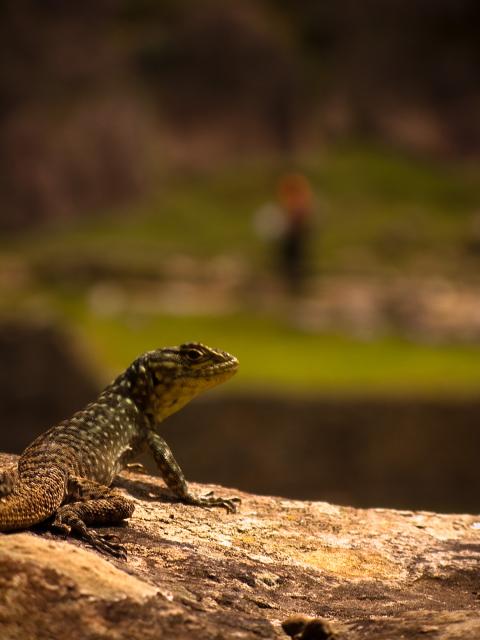 Basking lizard at Machu Picchu