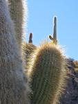 Incawasi, Salar de Uyuni