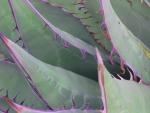 Agave spines