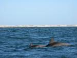 Dolphins at Guerrero Negro