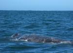 Large Gray Whale