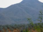 Agave growing in Sinaloa
