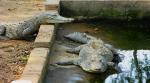 Crocodiles in Cacahua
