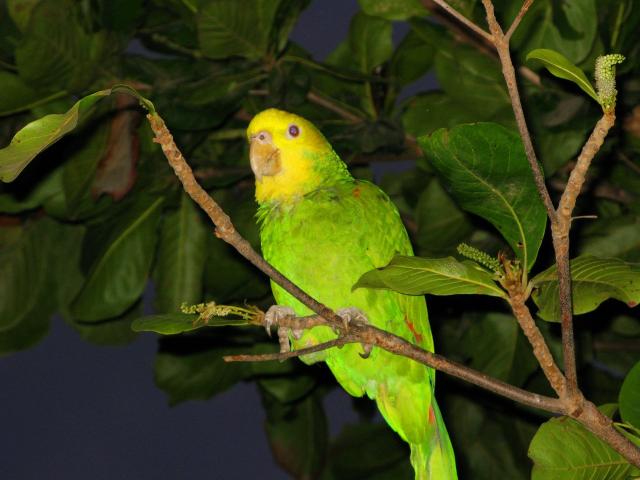 A friendly parrot in Cacahua
