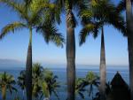 Palm trees at Puerto Vallarta