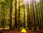 Camping in the redwoods