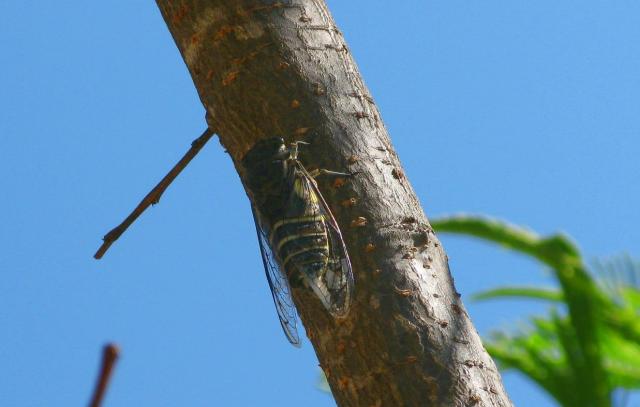 4 inch long ciccada fly