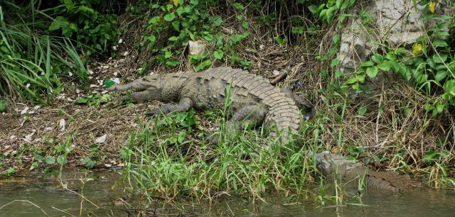 Basking crocs in Sumidero