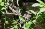 Crocodile nest in Sumidero